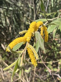Selymes akácia - Gyertyatartó-akácia - Acacia holosericea